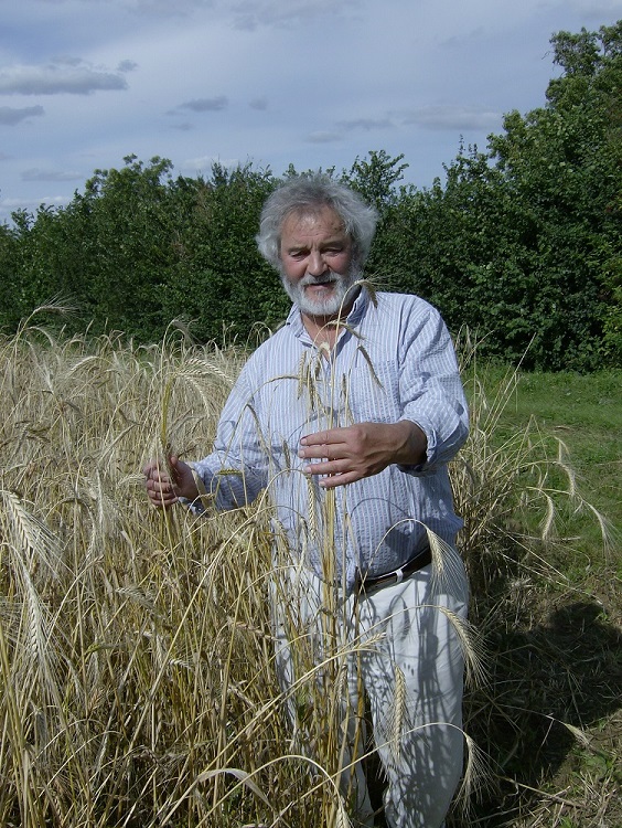 Colin Tudge standing in a wheat field examining the grain 